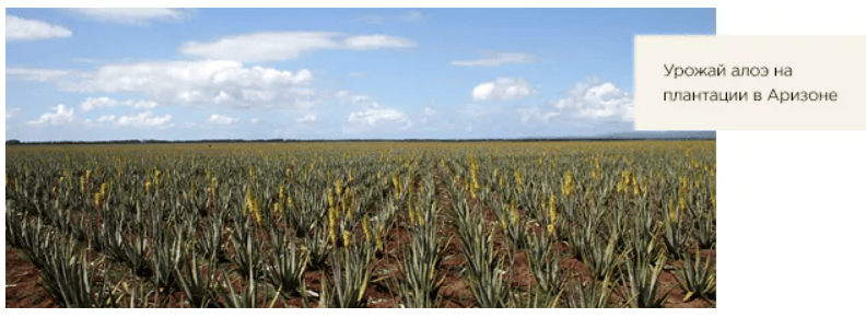 Урожай ингредиентов продукции ForeverLiving